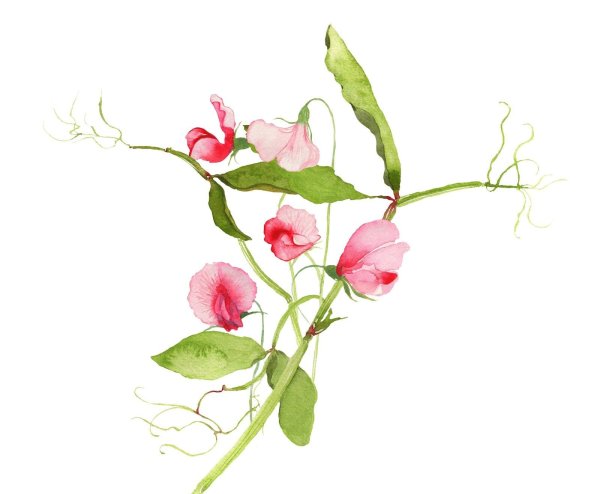 Душистый горошек эскиз