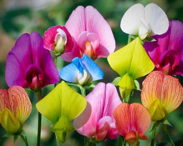 Акварель цветы душистый горошек