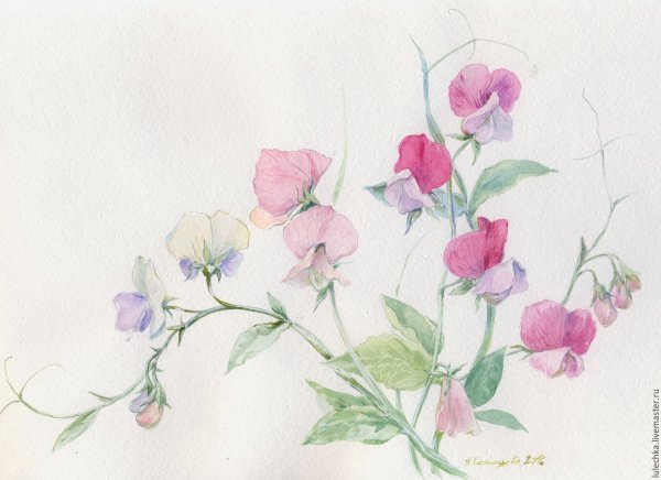 Душистый горошек Пезаро