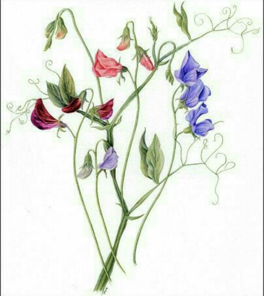 Цветок гороха