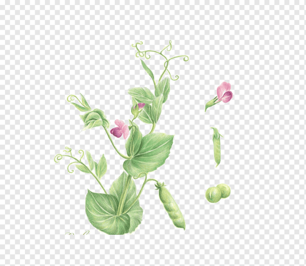 Душистый горошек Жанет