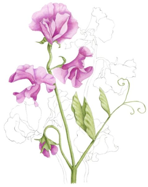 Чина клубненосная Lathyrus tuberosus