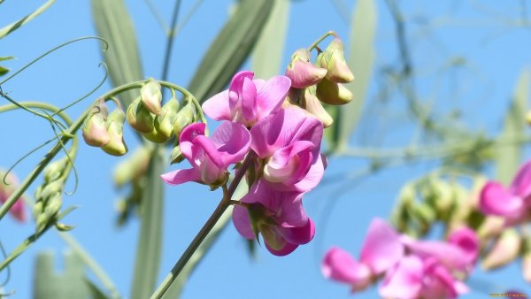 Душистый горошек (Lathyrus odoratus)