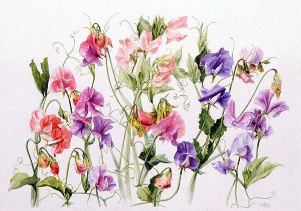 Латирус латифолиус