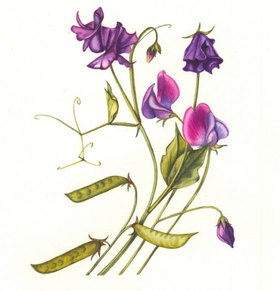 Горошек крупноцветный