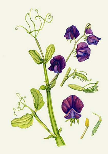 Душистый горошек Turquoise Lagoon