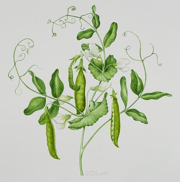 Душистый горошек акварель