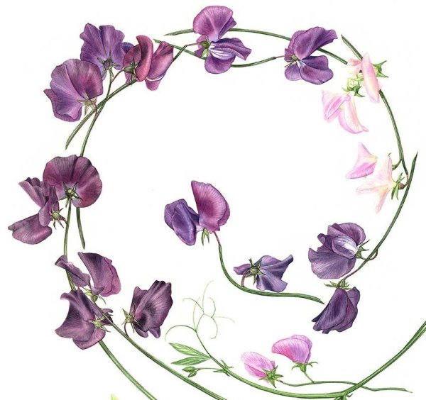 Душистый горошек Ботаническая иллюстрация