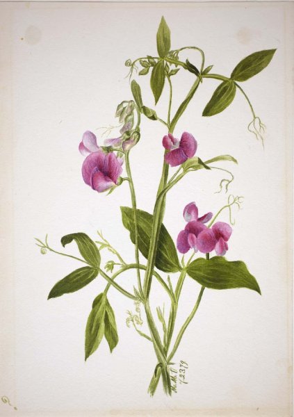 Биология Pisum sativum (горох посевной)