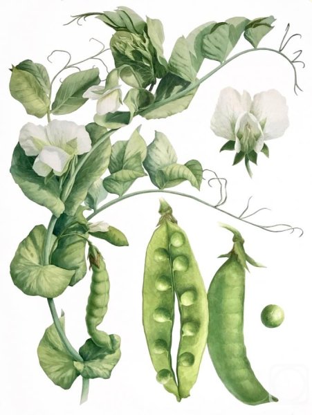 Горох Ботаническая иллюстрация