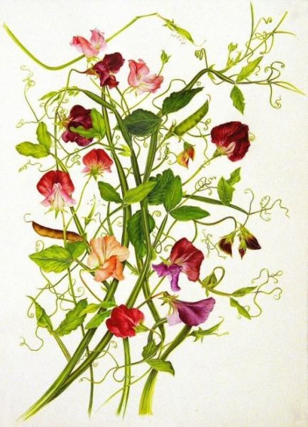 Чина душистый горошек