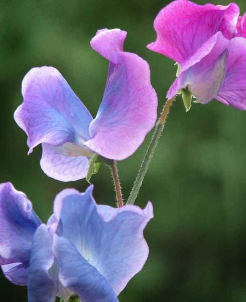 Душистый горошек стручки