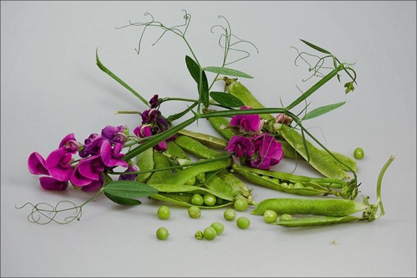 Горошек на белом фоне стручок