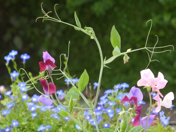 Душистый горошек стручки