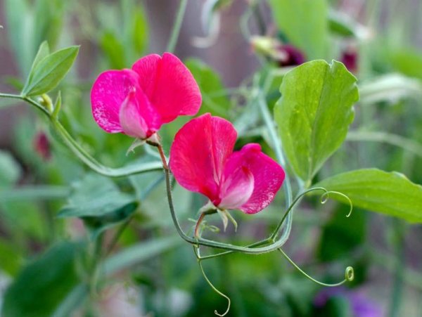 Чина душистый горошек