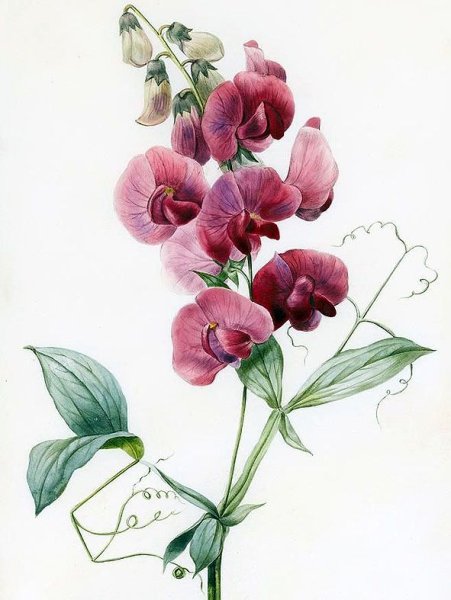 Душистый горошек