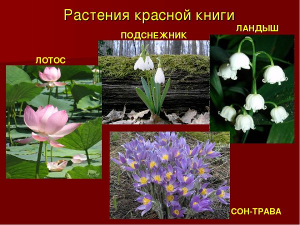 Растения из красной книги России