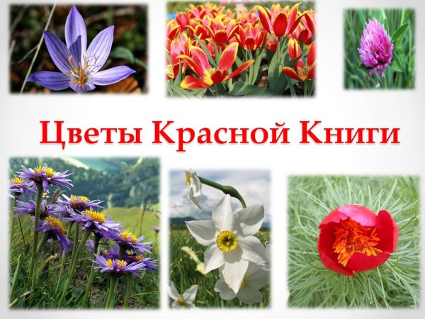 Цветы занесенные в красную книгу