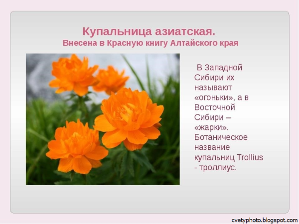 Цветы Алтайского края занесенные в красную книгу