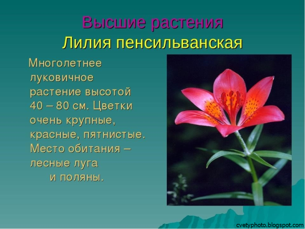 Лилия пенсильванская красная книга