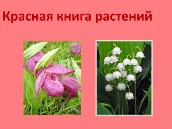 Цветы занесенные в красную