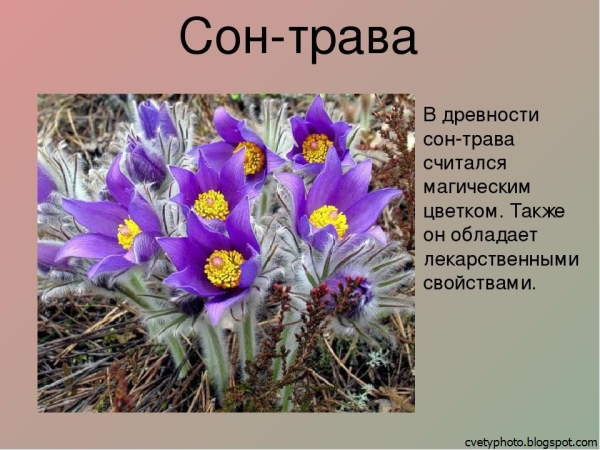 Растения красной книги России