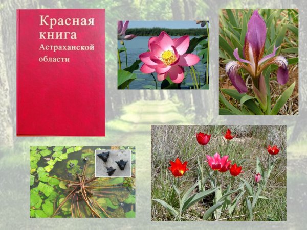 Красная книгамастраханской области