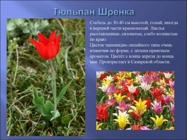 Тюльпан Шренка красная книга