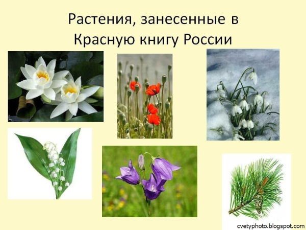 Растения которые занесены в красную