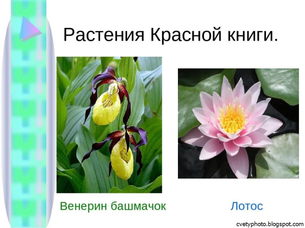 Растения из красной книги России