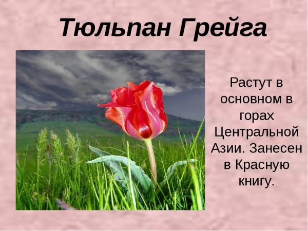 Цветы которые занесены в красную книгу