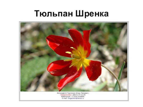 Растения занесённые в красную книгу России