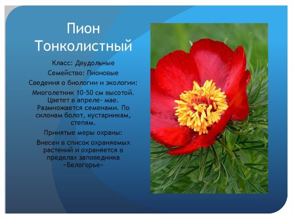 Растения из красной книги