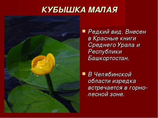 Растения из красной книги Чувашии