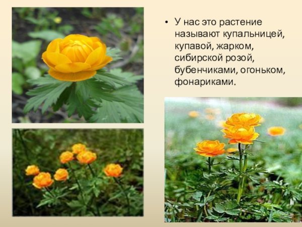 Растения занесенные в красную книгу