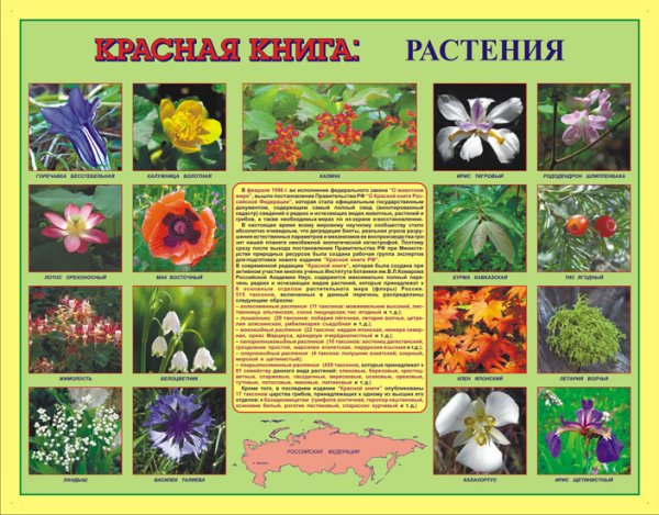 Редкая красота: исчезающие цветы из Красной книги России | блог интернет - магазина АртФлора