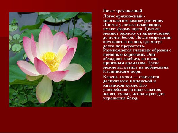 Растения занесенные в красную книгу