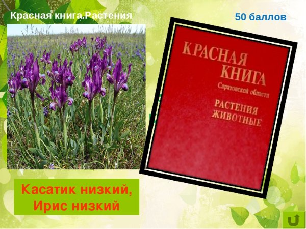 Тюльпан Шренка красная книга