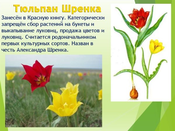 Растения красной книги России