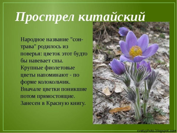 Цветы Удмуртии занесенные в красную книгу