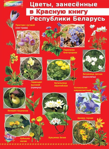 Исчезающие растения Кубани