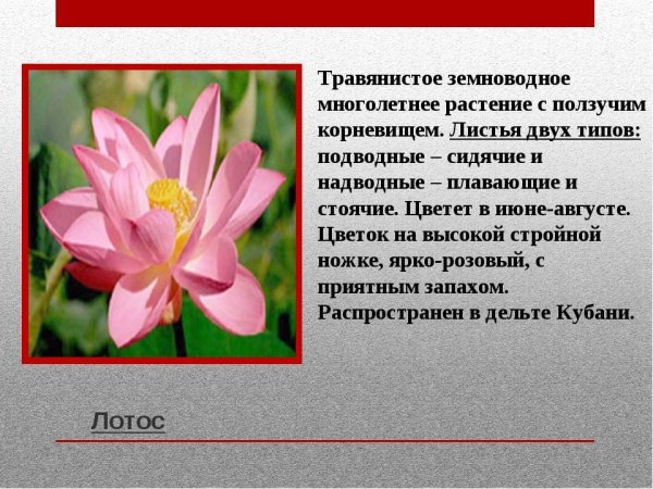 Купальница краткое описание