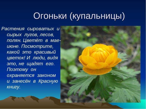 Растения из красной книги России