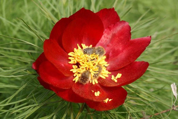 Редкие и исчезающие растения