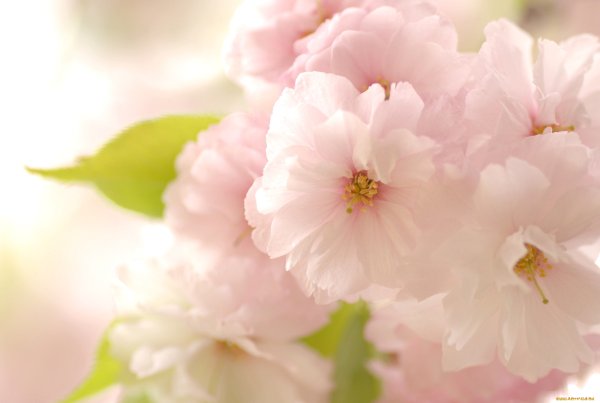 Нежные картинки на рабочий стол