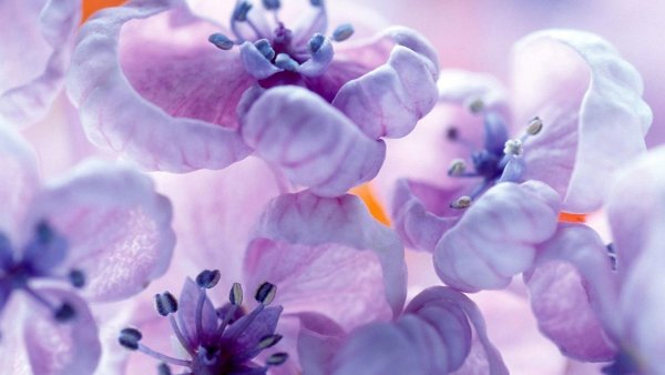 Нежный цветок