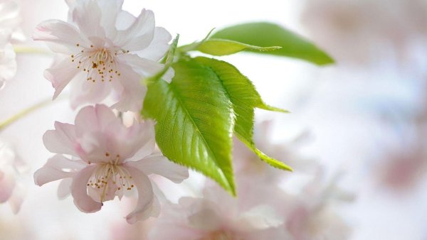 Цветок. Нежность