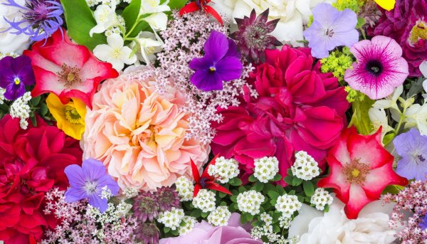 Ирисы и гладиолусы