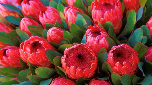 Разноцветный шикарный букет