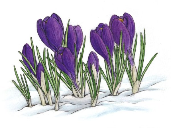 Весенние первоцветы для детей